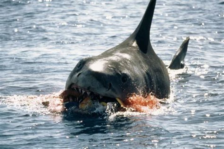 Discoveries And Insights From The "Shark Bae Leaks"