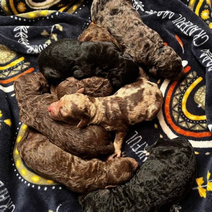 The Curious World Of Buckeye Puppies Revealed