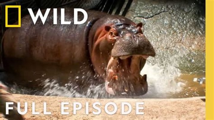 The Devastating Power Of Hippopotamus Attacks