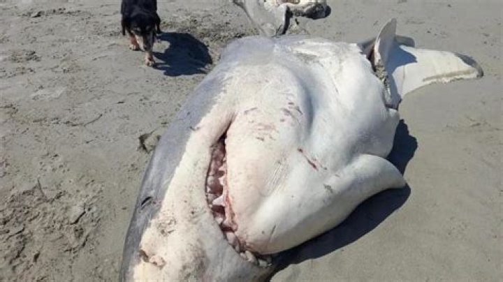 The Shark Bae OnlyFans Leak And Its Impact
