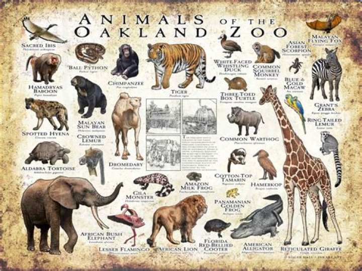 Uncover The Wild Side Of California: Discoveries At Oakland Zoo