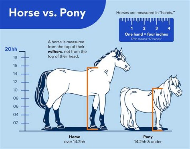 Unlock The Hidden Depths Of "One Horse Pony" Meaning: Uncover Surprising Insights