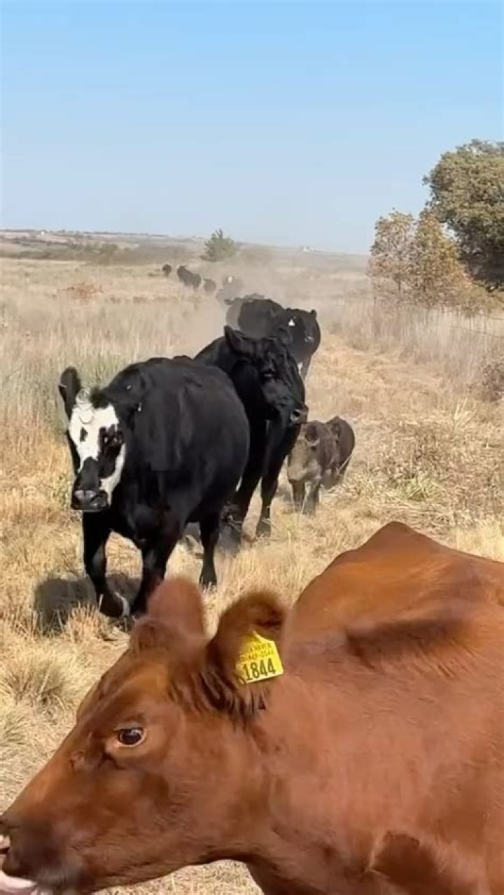 Unlock The Secrets Of Sustainable Cattle Production With Slap Dicks Cattle Company