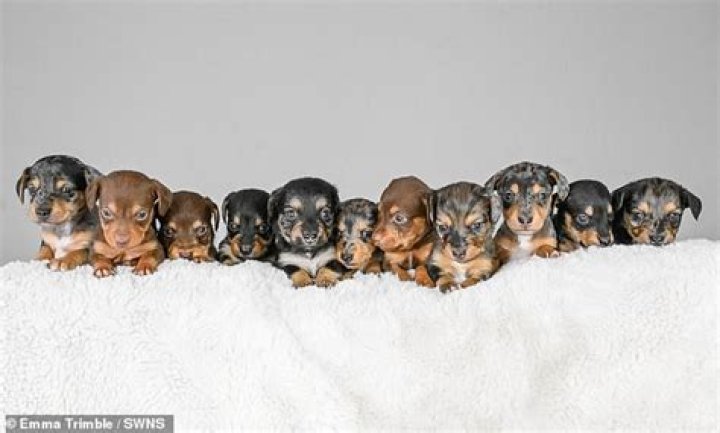 Unveiling The Enchanting World Of Mini Sausage Dog Puppies