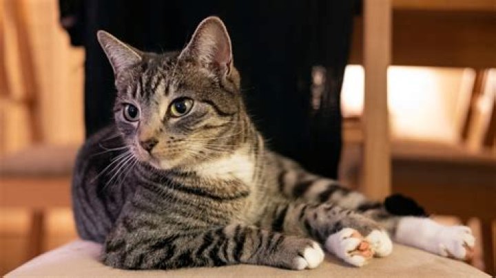 Unveiling The Enchanting World Of "Tabby Brown" Cats: Discoveries And Insights