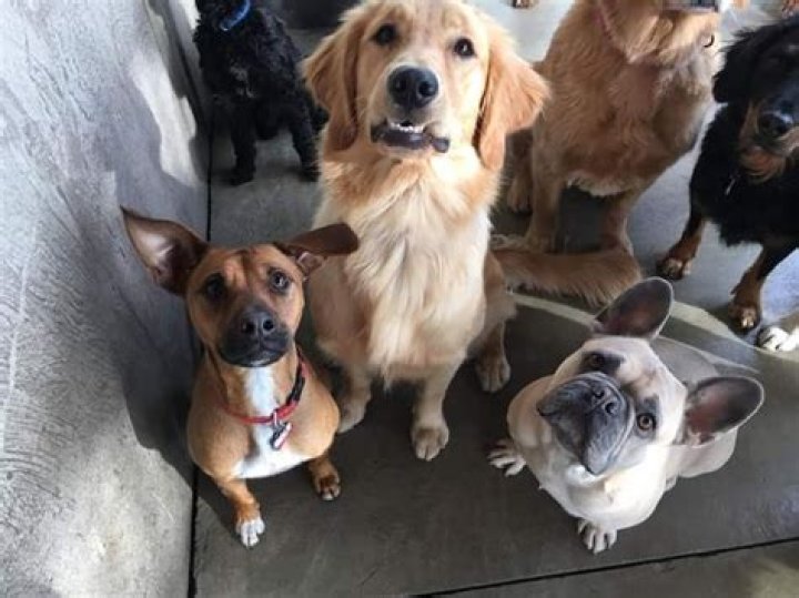 Unveiling The Golden Retriever French Bulldog Mix: A Journey Of Discoveries